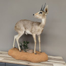 Steinb&ouml;ckchen Zwergantilope Pr&auml;parat auf Dekopodest Afrika Antilope taxidermy HL11cm