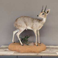 Steinböckchen Zwergantilope Präparat auf Dekopodest Afrika Antilope taxidermy HL11cm