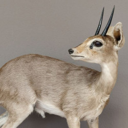 Steinböckchen Zwergantilope Präparat auf Dekopodest Afrika Antilope taxidermy HL11cm