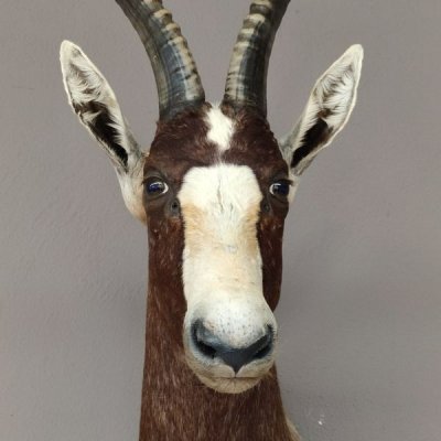 Blessbock oder Buntbock Antilope Haupt Kopf Schulter Pr&auml;parat HL 41 cm mit Goldauszeichung Rowland Ward&acute;s