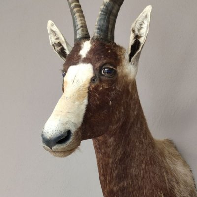 Blessbock oder Buntbock Antilope Haupt Kopf Schulter Pr&auml;parat HL 41 cm mit Goldauszeichung Rowland Ward&acute;s
