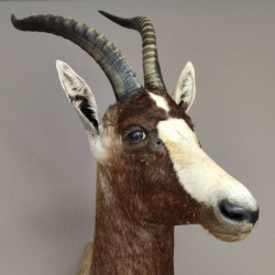 Blessbock oder Buntbock Antilope Haupt Kopf Schulter Präparat HL 41 cm mit Goldauszeichung Rowland Ward´s