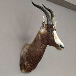 Blessbock oder Buntbock Antilope Haupt Kopf Schulter Präparat HL 41 cm mit Goldauszeichung Rowland Ward´s
