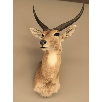 gro&szlig;er Riedbock Gro&szlig;riedbock Antilope Kopf Pr&auml;parat Reedbock Troph&auml;e Hornl&auml;nge 35 cm