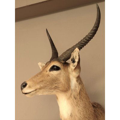 gro&szlig;er Riedbock Gro&szlig;riedbock Antilope Kopf Pr&auml;parat Reedbock Troph&auml;e Hornl&auml;nge 35 cm