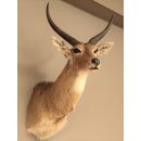 großer Riedbock Großriedbock Antilope Kopf...