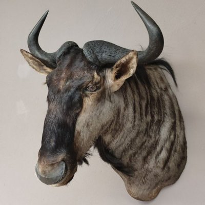 Streifengnu Gnu Wildebeest Kopf Schulter Präparat Kopfpräparat Höhe 86 cm Bronze