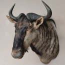 Streifengnu Gnu Wildebeest Kopf Schulter Präparat Kopfpräparat Höhe 86 cm Bronze