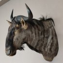 Streifengnu Gnu Wildebeest Kopf Schulter Präparat Kopfpräparat Höhe 86 cm Bronze