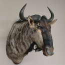 Streifengnu Gnu Wildebeest Kopf Schulter Präparat Kopfpräparat Höhe 86 cm Bronze