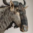 Streifengnu Gnu Wildebeest Kopf Schulter Präparat Kopfpräparat Höhe 86 cm Bronze