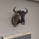 Streifengnu Gnu Wildebeest Kopf Schulter Präparat Kopfpräparat Höhe 86 cm Bronze