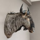 Streifengnu Gnu Wildebeest Kopf Schulter Präparat Kopfpräparat Höhe 86 cm Bronze