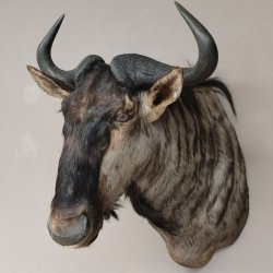 Streifengnu Gnu Wildebeest Kopf Schulter Präparat Kopfpräparat Höhe 86 cm Bronze