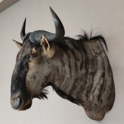 Streifengnu Gnu Wildebeest Kopf Schulter Präparat Kopfpräparat Höhe 86 cm Bronze
