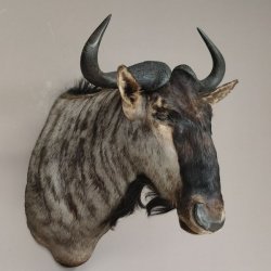 Streifengnu Gnu Wildebeest Kopf Schulter Präparat Kopfpräparat Höhe 86 cm Bronze