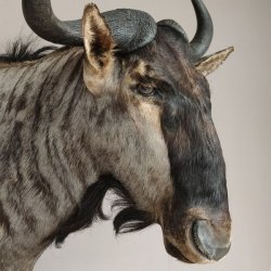 Streifengnu Gnu Wildebeest Kopf Schulter Präparat Kopfpräparat Höhe 86 cm Bronze