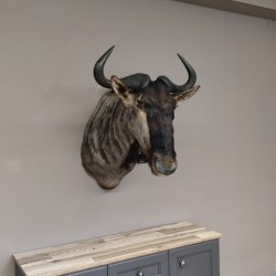 Streifengnu Gnu Wildebeest Kopf Schulter Präparat Kopfpräparat Höhe 86 cm Bronze