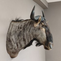 Streifengnu Gnu Wildebeest Kopf Schulter Präparat Kopfpräparat Höhe 86 cm Bronze