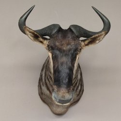 Streifengnu Gnu Wildebeest Kopf Schulter Präparat Kopfpräparat Höhe 86 cm Bronze