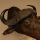 KAFFERNBÜFFEL Kaffernbüffel Büffel Afrika Kopf Präparat Kopfpräparat Geweih Trophäe Breite 90 cm
