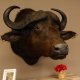 KAFFERNBÜFFEL Kaffernbüffel Büffel Afrika Kopf Präparat Kopfpräparat Geweih Trophäe Breite 90 cm
