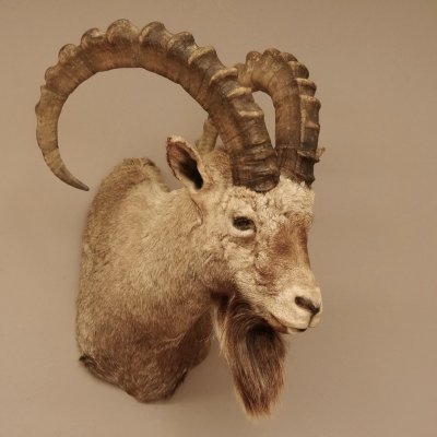 Sibirischer Steinbock Kopfpräparat Kopf Schulter Präparat taxidermy HL 95 cm mit Herkunftsnachweis