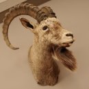 Sibirischer Steinbock Kopfpräparat Kopf Schulter Präparat taxidermy HL 95 cm mit Herkunftsnachweis