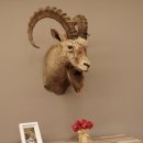 Sibirischer Steinbock Kopfpräparat Kopf Schulter Präparat taxidermy HL 95 cm mit Herkunftsnachweis