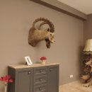 Sibirischer Steinbock Kopfpräparat Kopf Schulter Präparat taxidermy HL 95 cm mit Herkunftsnachweis