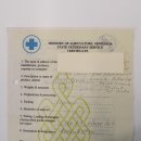 Sibirischer Steinbock Kopfpräparat Kopf Schulter Präparat taxidermy HL 95 cm mit Herkunftsnachweis