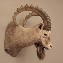 Sibirischer Steinbock Kopfpräparat Kopf Schulter Präparat taxidermy HL 95 cm mit Herkunftsnachweis