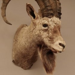 Sibirischer Steinbock Kopfpräparat Kopf Schulter Präparat taxidermy HL 95 cm mit Herkunftsnachweis