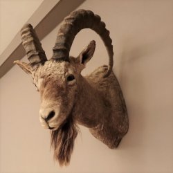 Sibirischer Steinbock Kopfpräparat Kopf Schulter Präparat taxidermy HL 95 cm mit Herkunftsnachweis