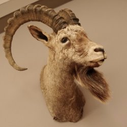 Sibirischer Steinbock Kopfpräparat Kopf Schulter Präparat taxidermy HL 95 cm mit Herkunftsnachweis