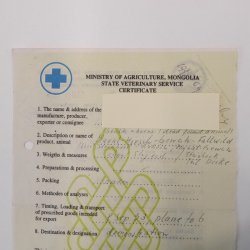 Sibirischer Steinbock Kopfpräparat Kopf Schulter Präparat taxidermy HL 95 cm mit Herkunftsnachweis