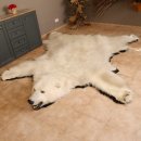 Eisbär Fell Bär Vorleger mit Kopfpräparation taxidermy mit Genehmigung zum Verkauf