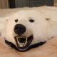 Eisbär Fell Bär Vorleger mit Kopfpräparation taxidermy mit Genehmigung zum Verkauf