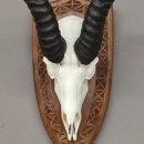 Springbock Antilope Troph&auml;e Sch&auml;deltroph&auml;e auf Troph&auml;enschild HL 33 cm Deko taxidermy #88.6.54