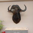 hochkapitaler KAFFERNBÜFFEL Kaffernbüffel Büffel Afrika Kopf Präparat Kopfpräparat Geweih Trophäe Spannweite 101 cm