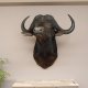hochkapitaler KAFFERNBÜFFEL Kaffernbüffel Büffel Afrika Kopf Präparat Kopfpräparat Geweih Trophäe Spannweite 101 cm