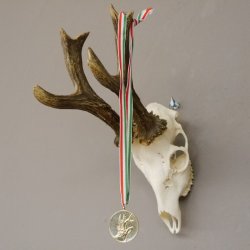 hochkapitaler 10 Ender Tulpenbock Goldmedaillenbock 10er Rehgeweih Reh Bock Geweih mit Urkunde Gehörn 584g