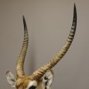 Wasserbock (Kobus ellipsiprymnus) Haupt Kopf Schulter Präparat HL 81 cm mit Goldauszeichung Rowland Ward´s