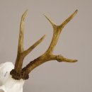 abnormer 6 Ender Rehbock Blasenbock Reh Gehörn Rehgeweih Rehgehörn Geweih