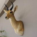 Bergriedbock Riedbock Antilope Kopf Pr&auml;parat Reedbock Troph&auml;e Hornl&auml;nge 24 cm