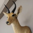Bergriedbock Riedbock Antilope Kopf Pr&auml;parat Reedbock Troph&auml;e Hornl&auml;nge 24 cm