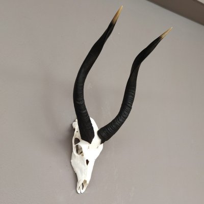 Nyala Sch&auml;deltroph&auml;e Antilope Afrika mit ganzer Nase Hornl&auml;nge 61 cm