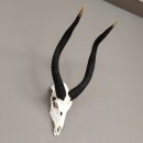 Nyala Schädeltrophäe Antilope Afrika mit ganzer Nase Hornlänge 61 cm