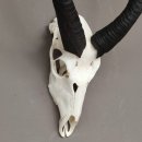 Nyala Schädeltrophäe Antilope Afrika mit ganzer Nase Hornlänge 61 cm