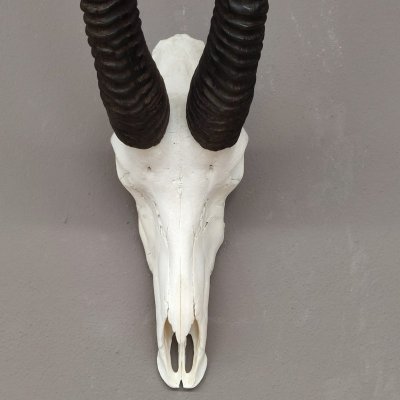 Rappenantilope Sch&auml;deltroph&auml;e Sch&auml;del Troph&auml;en Afrika Antilope, Hornl&auml;nge 97 cm